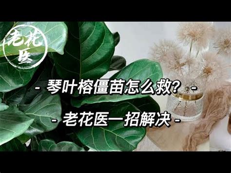 琴葉榕招陰